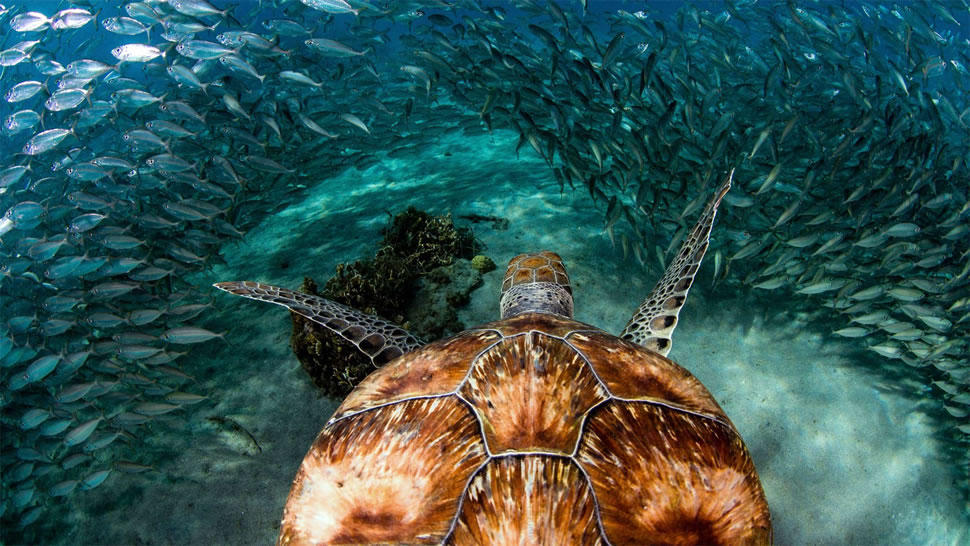 库拉索普拉亚格兰迪海滩附近的绿海龟和沙丁鱼 (© yfhishinuma/Getty Images Plus)