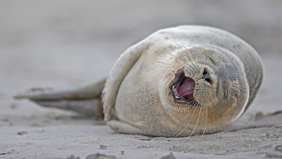 一只躺在沙滩上的港海豹幼崽，德国黑尔戈兰岛 (© Fotofeeling/Westend61/Offset)