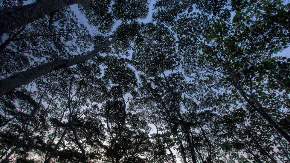 秘鲁亚马逊坦博帕塔国家保护区中的树冠 (© Patrick Brandenburg/Tandem Stills + Motion)