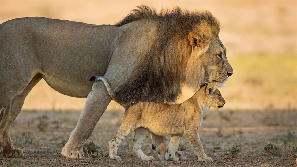 南非卡拉哈迪跨界公园的雄性非洲狮和它的幼崽 (© Richard Du Toit/Minden Pictures)