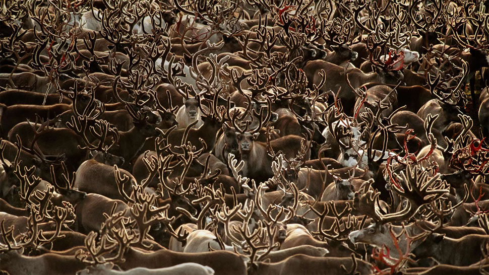 科伯克谷国家公园里的驯鹿，阿拉斯加 (© Staffan Widstrand/Minden Pictures)