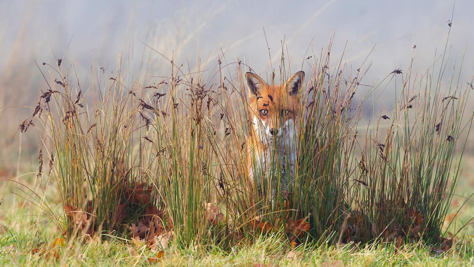 一只草丛里的狐狸 (© Frederic Desmette/Minden Pictures)
