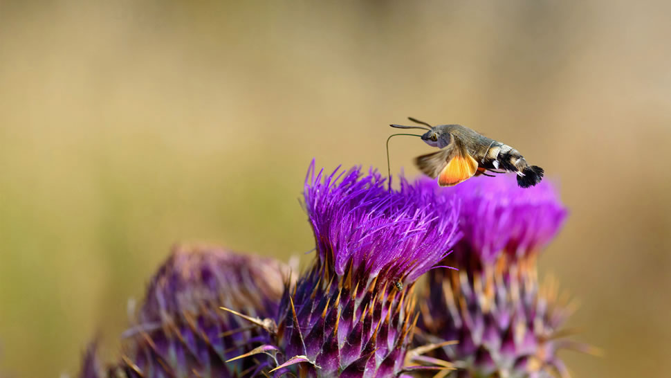一只正在吸食花蜜的蜂鸟鹰蛾，意大利撒丁岛 (© patriziomartorana/iStock/Getty Images Plus)