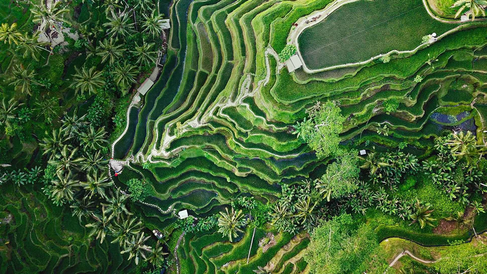 乌布的德格拉朗梯田，印度尼西亚巴厘岛 (© gorgeoussab/Shutterstock)