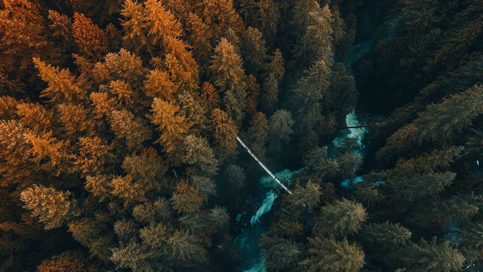 鸟瞰生长在森林中的树木，加拿大不列颠哥伦比亚省温哥华 (© Michael Wu/EyeEm/Getty Images)