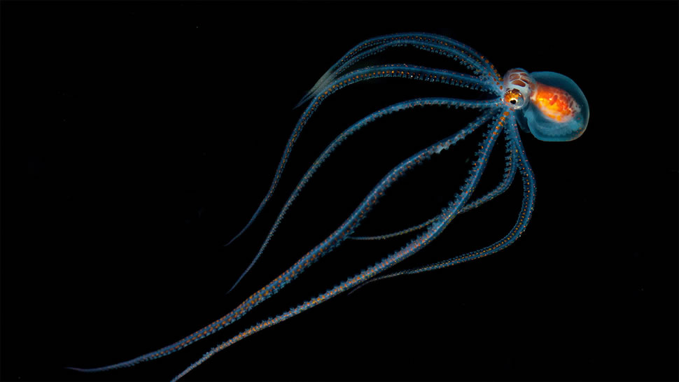 夜间潜水时发现的章鱼，夏威夷科纳附近 (© Jeff Milisen/Alamy)