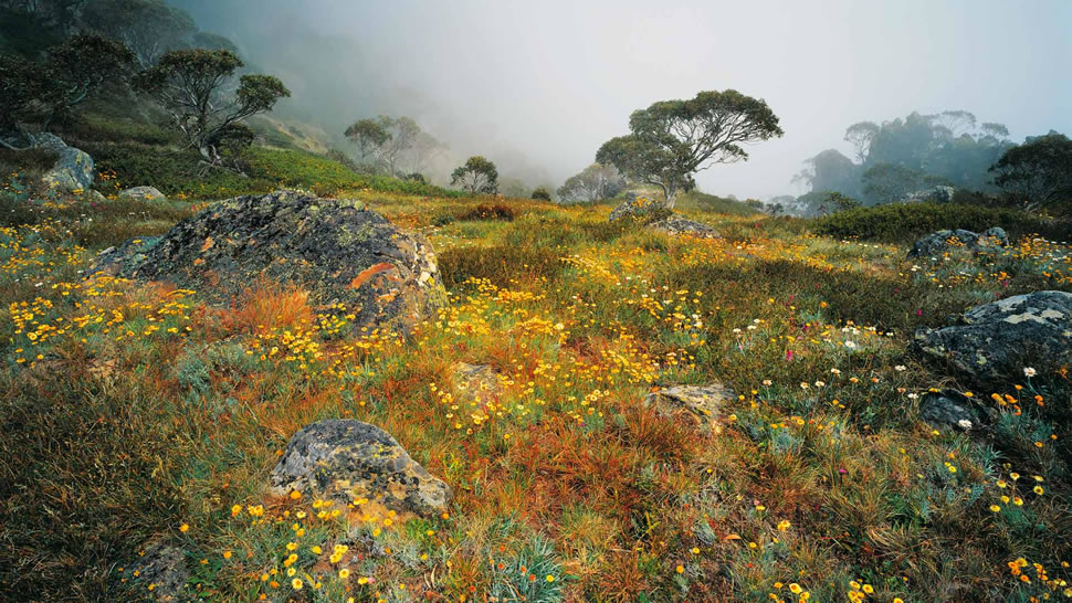 阿尔卑斯国家公园豪伊特山上雾中的野花，澳大利亚维多利亚 (© Australian Scenics/Photolibrary/Getty Images Plus)