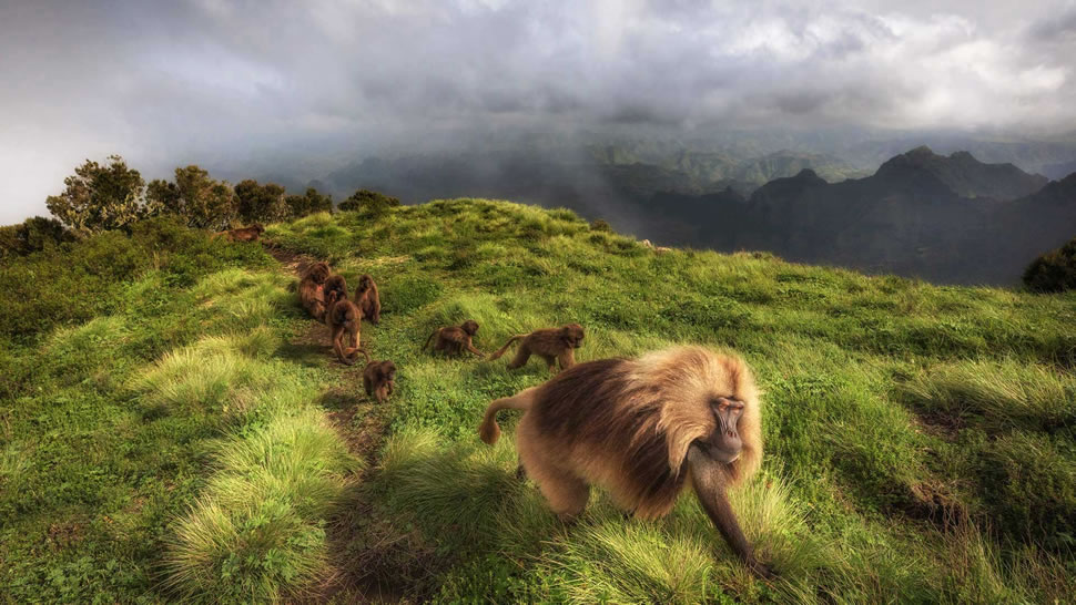 瑟门山国家公园里的狮尾狒狒，埃塞俄比亚北部 (© Marco Gaiotti/plainpicture)