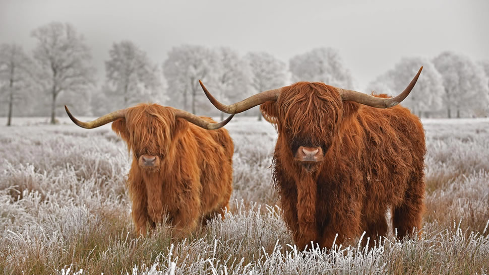 高地牛，荷兰德伦特省 (© defotoberg/Shutterstock)