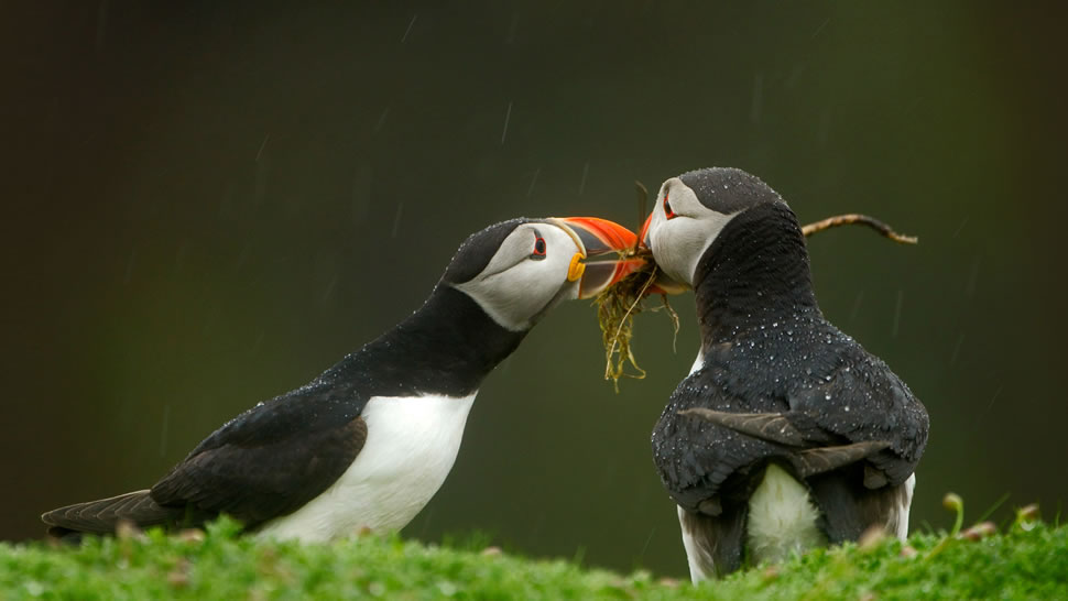 雄性大西洋海鹦将筑巢材料递给它的伴侣，威尔士斯科默岛 (© Danny Green/Minden Pictures)