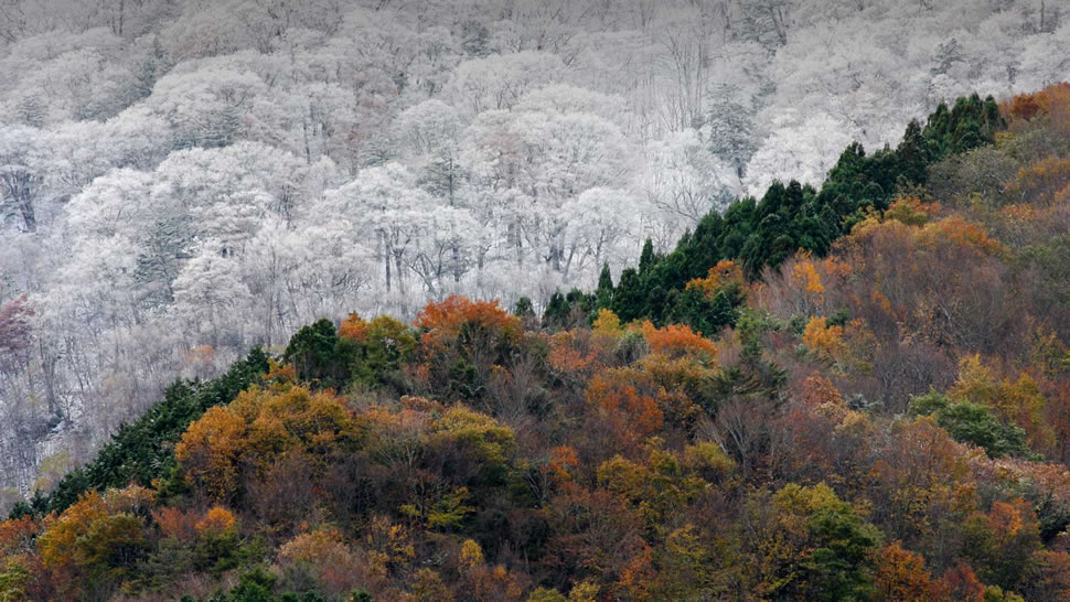 初雪与最后的秋色相会，日本 (© SpontaneousPictures/iStock/Getty Images Plus)