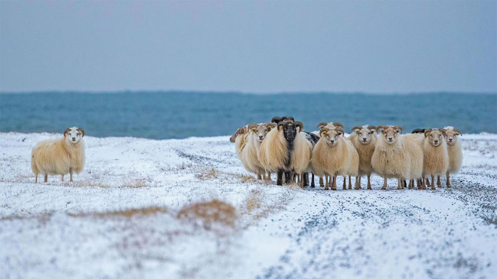 冰岛羊 (© John Porter LRPS/Alamy)