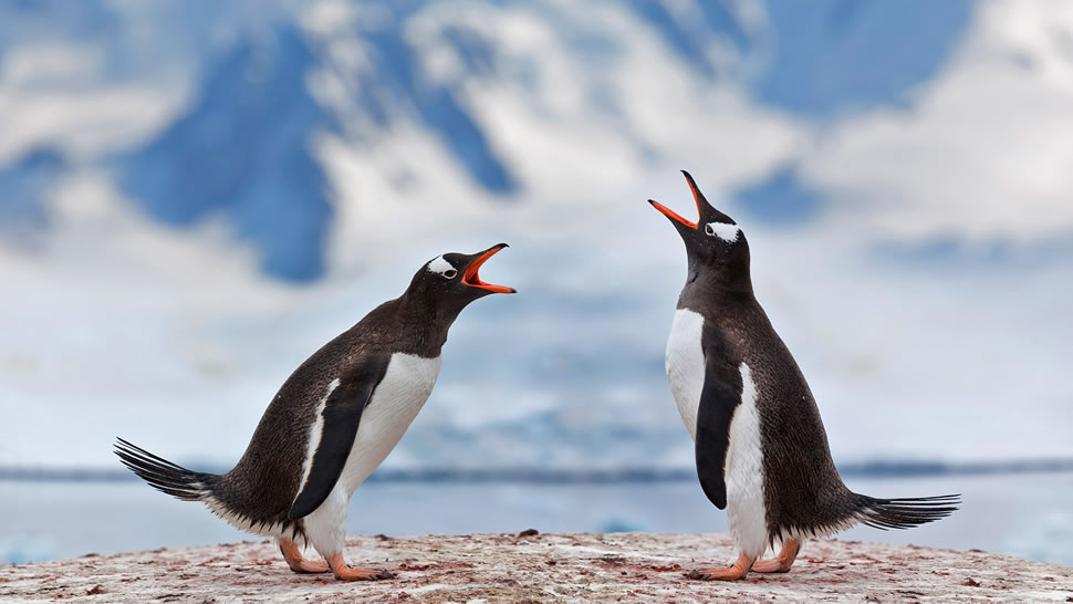 正在宣泄不满的两只巴布亚企鹅，南极洲 (© Grafissimo/Getty Images)