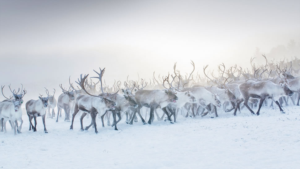 挪威的一群驯鹿 (© Lena Granefelt/plainpicture)