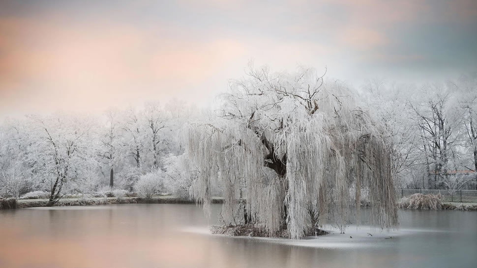 池塘边结了冰的树 (© Philippe Sainte-Laudy Photography/Getty Images)