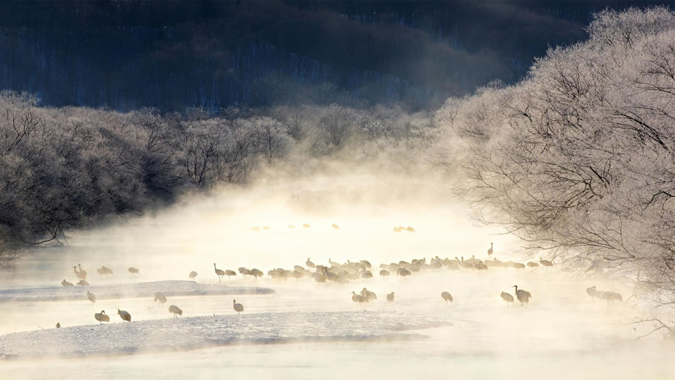 薄雾笼罩的河流中的丹顶鹤，日本北海道 (© Paul & Paveena Mckenzie/Getty Images)