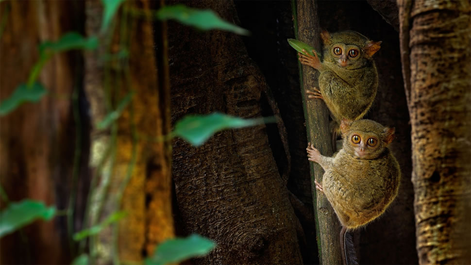 榕树上的幽灵眼镜猴，印度尼西亚Tangkoko Batuangus自然保护区 (© Ondrej Prosicky/Shutterstock)