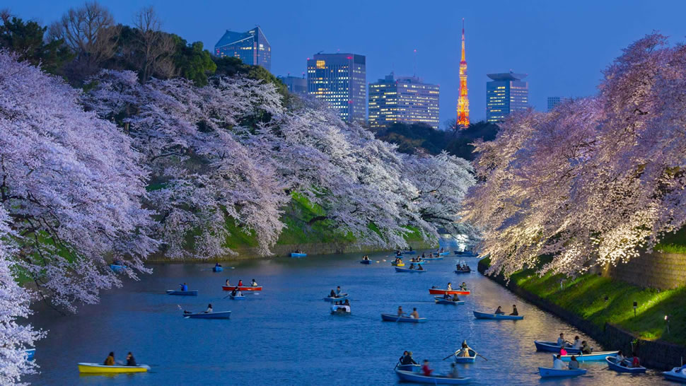 以东京塔为背景皇宫附近盛开的樱花，日本东京 (© Jon Arnold/Danita Delimont)
