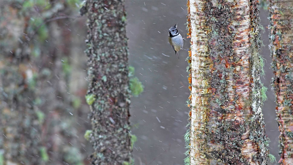 一只经受暴风雨的冠山雀，苏格兰 (© Ben Hall/Minden Pictures)