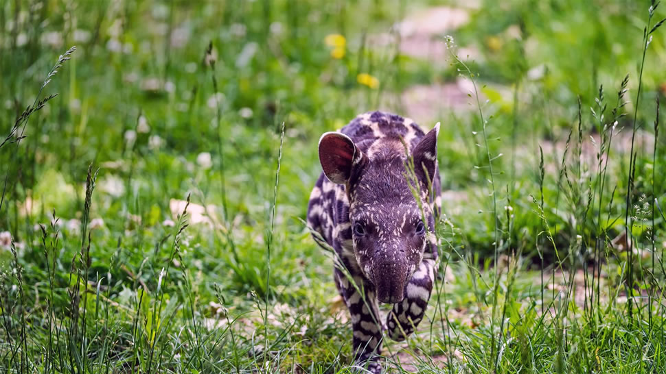 一只南美貘幼崽小跑着穿过草地 (© Nick Fox/Shutterstock)