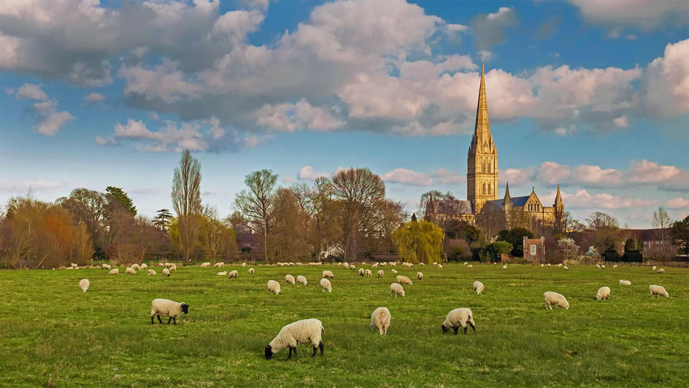 索尔茲伯里大教堂与放牧的羊群，英格兰 (© Slawek Staszczuk Photo/Alamy)