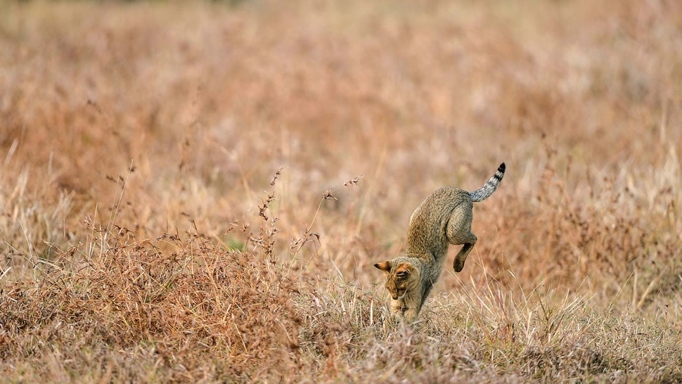 正在捕猎的丛林猫，印度 (© Lila/Alamy)