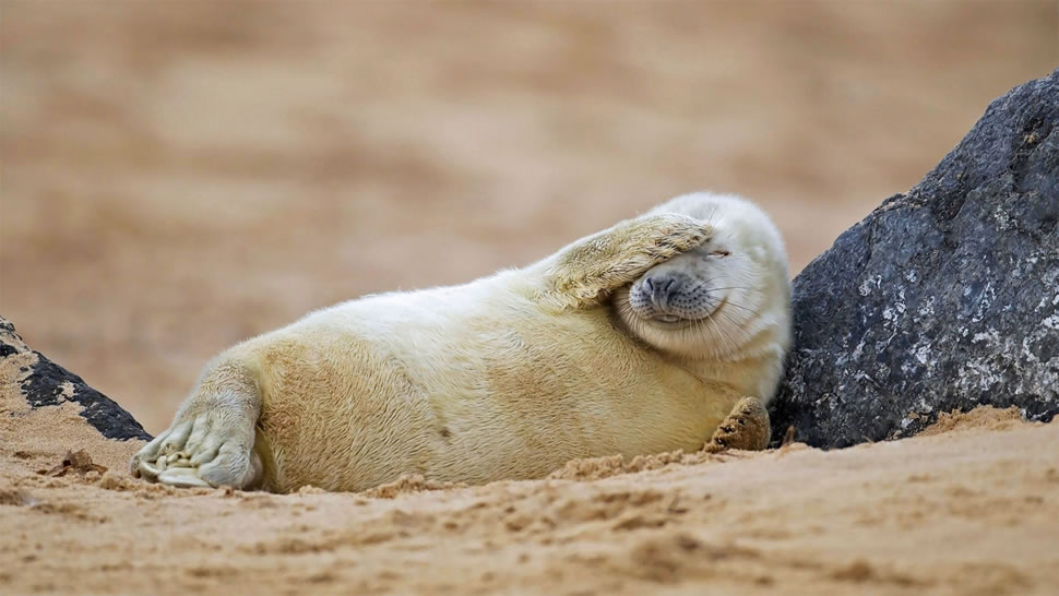 在沙滩上休息的灰海豹幼崽，英国Blakeney Point自然保护区 (© Kevin Sawford/Getty Images)
