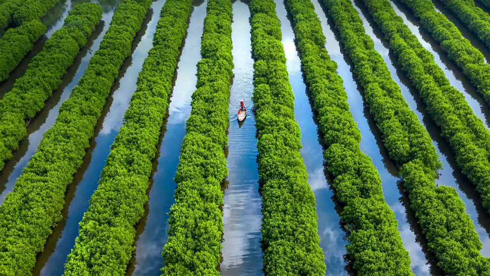 Bàu Cá Cái的红树林，越南广义 (© Robert Harding World Imagery/Offset)