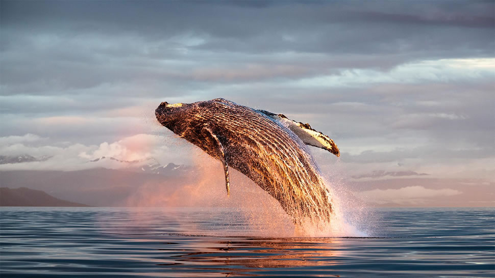 北太平洋弗雷德里克海峡中的座头鲸冲出海面，阿拉斯加 (© Tony Wu/Minden Pictures)