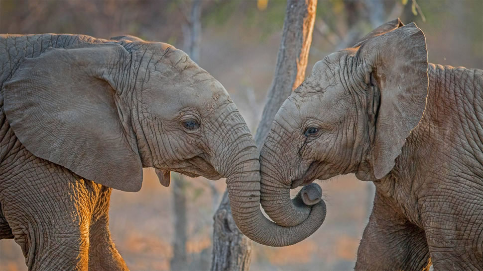 南非卡帕马私人野生动物保护区的大象 (© Simon Eeman/Getty Images)