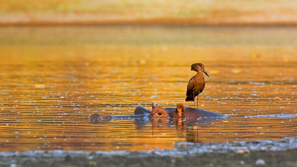 站在河马身上的锤头鹳，津巴布韦马纳潭国家公园 (© David Fettes/Getty Images)
