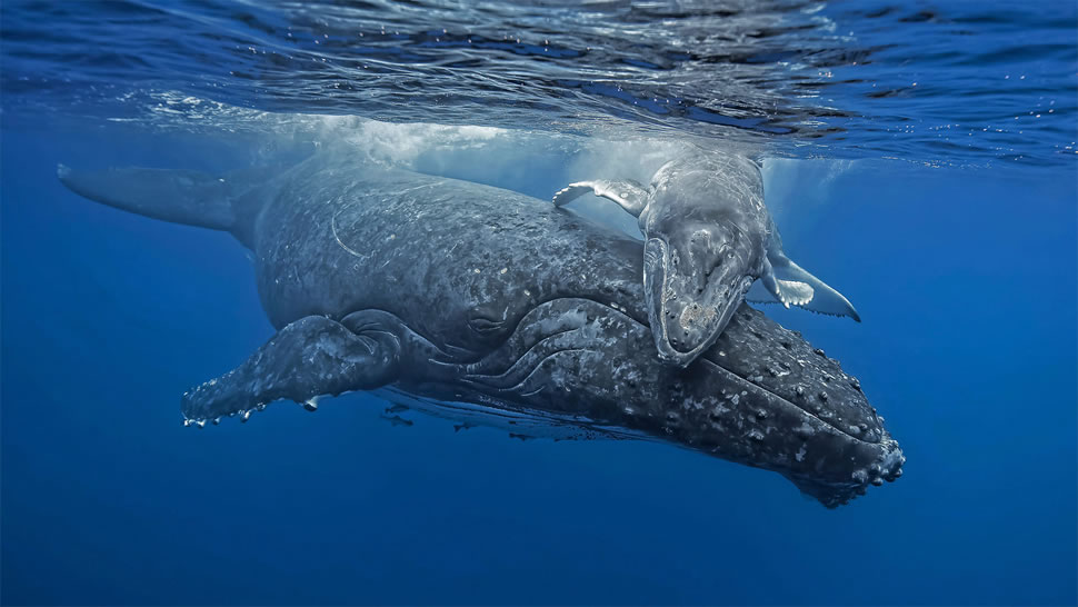 汤加海岸正要拥抱妈妈的小座头鲸 (© Biosphoto/Alamy)