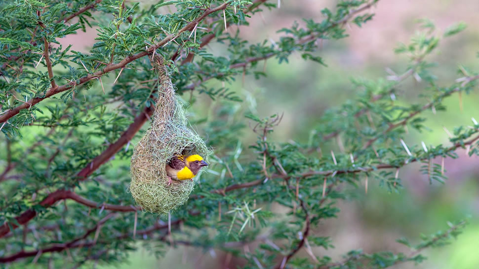 浦那的黄胸织布鸟鸟巢，马哈拉施特拉邦 (© Samyak Kaninde/Alamy Stock Photo)