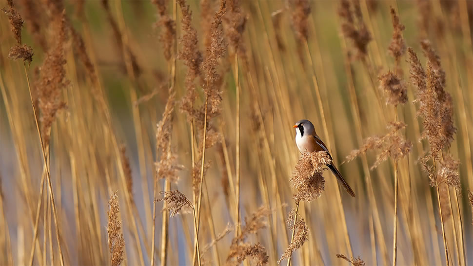 埃尔姆利国家自然保护区里的一只文须雀，英格兰肯特郡 (© Mark Bridger/Offset by Shutterstock)
