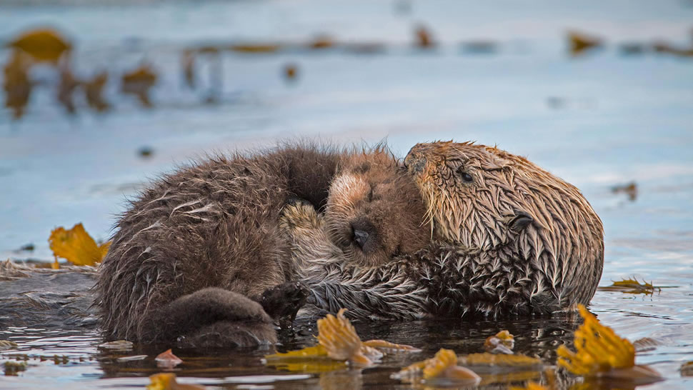 海獭妈妈和新生的小狗，加利福尼亚蒙特雷湾 (© Suzi Eszterhas/Minden Pictures)