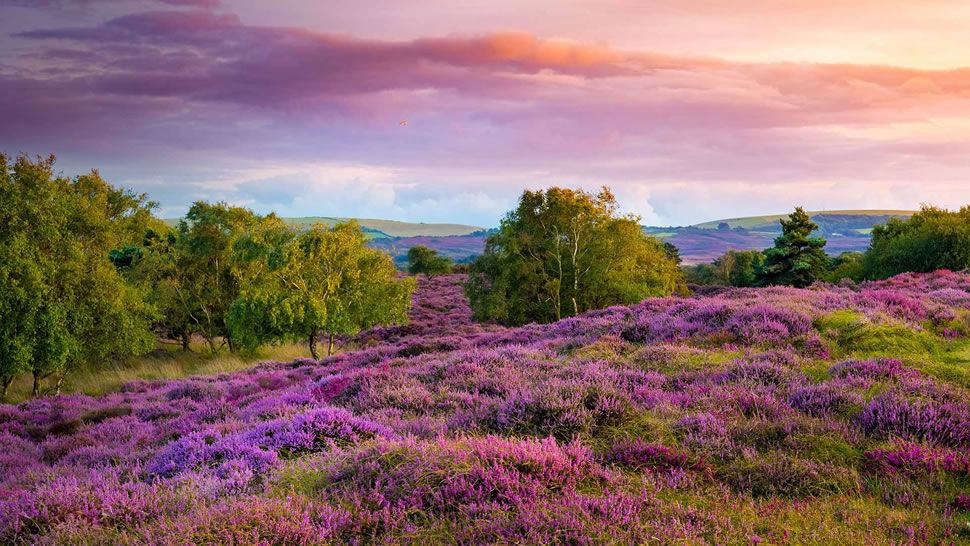 斯塔德兰附近荒野上丛生的紫色和粉红色帚石楠，英国多塞特郡 (© allou/iStock/Getty Images Plus)