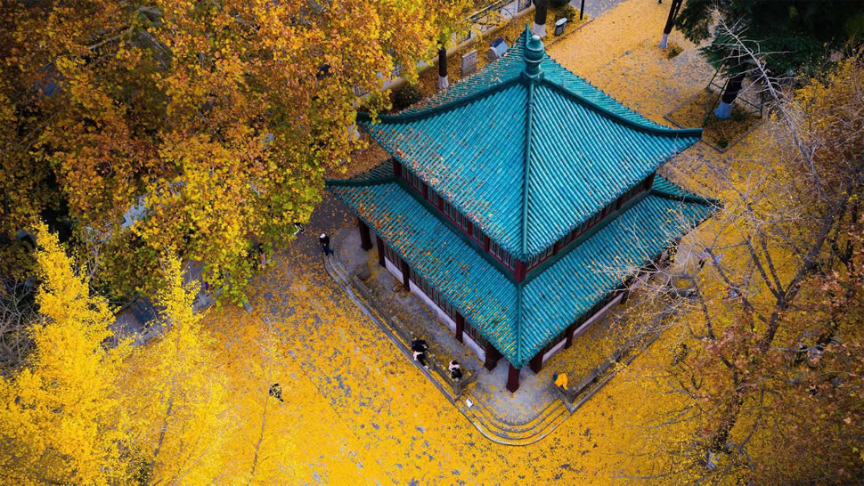 玄武湖公园的金色银杏叶，中国南京 (© SIPA Asia/ZUMA Wire/Alamy)