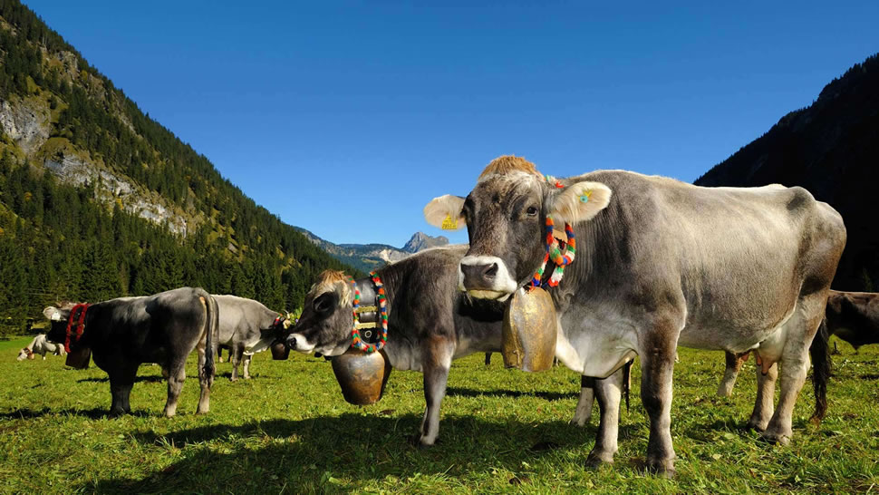 为牛下山节（即把牛从高山牧场赶回）装饰的牛，奥地利坦海姆塔尔 (© Hans Lippert/Alamy)