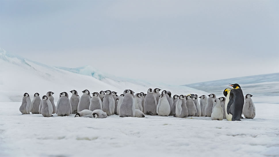 栖息在斯诺希尔岛的成年帝企鹅和幼崽，南极 (© Martin Ruegner/Getty Images)