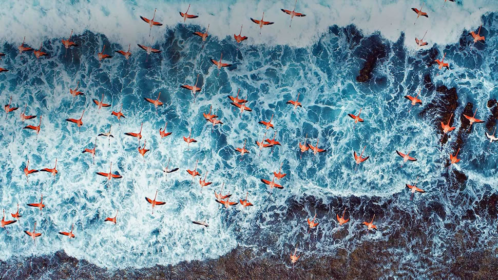 俯瞰正在飞越洛斯罗克斯群岛国家公园的美洲红鹳，委内瑞拉 (© Cristian Lourenco/Getty Images)