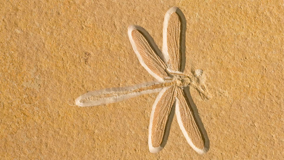 位于索尔恩霍芬的约1.5亿年前的蜻蜓化石，德国巴伐利亚 (© Ingo Arndt/Minden Pictures)