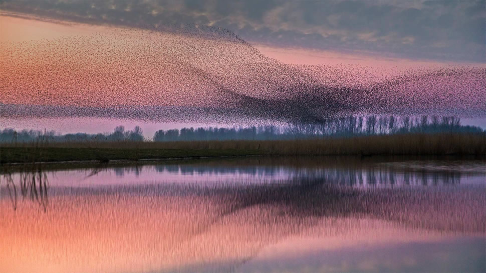 Lauwersmeer国家公园上空的椋鸟群，荷兰 (© Frans Lemmens/Alamy)
