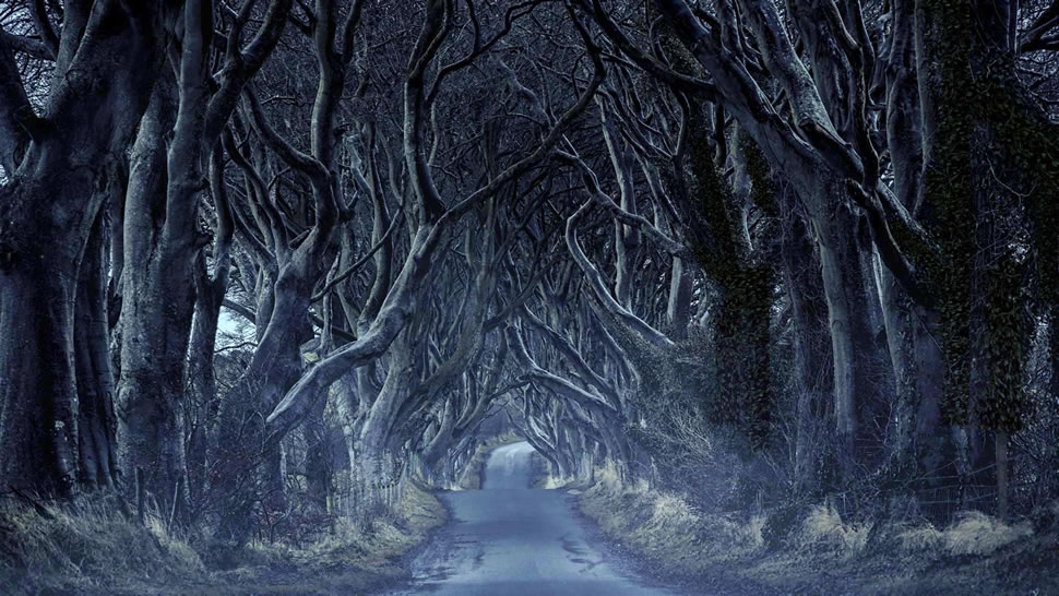 黑暗树篱，北爱尔兰安特里姆 (© VanderWolf Images/Shutterstock)