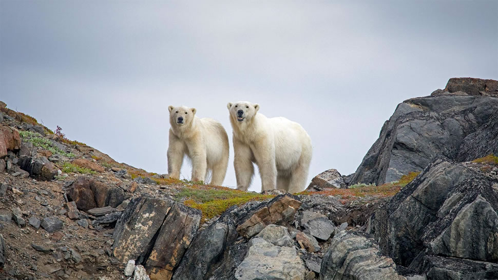 通戈山国家公园中的北极熊，加拿大 (© Cavan Images/Offset by Shutterstock)