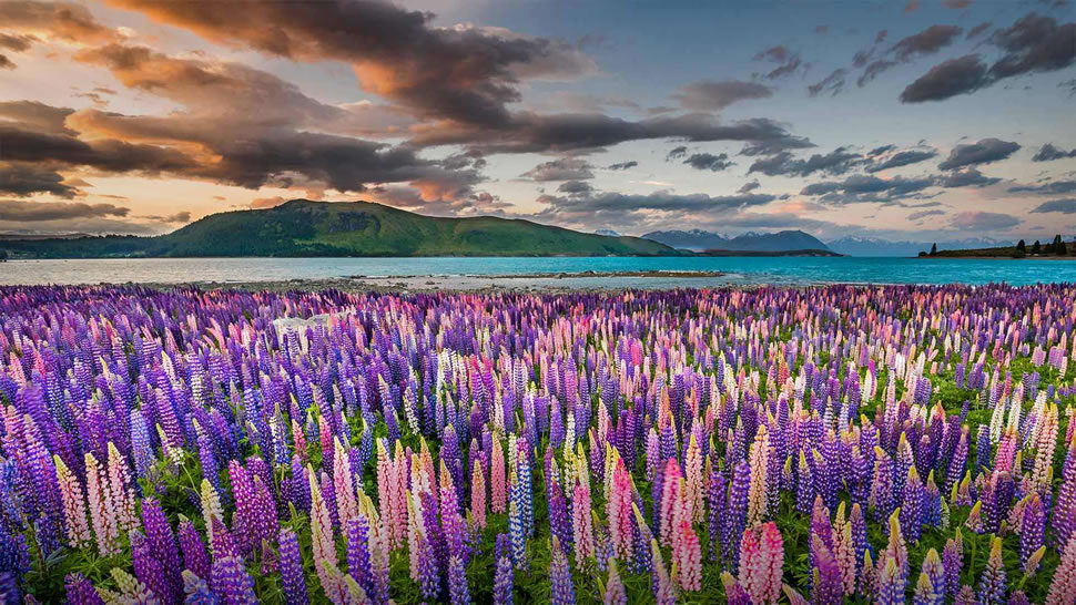 特卡波湖岸上的羽扇豆，新西兰 (© Stanislav Kachyna/Shutterstock)