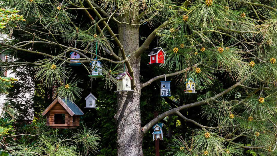 挂在树上的小鸟舍 (© Westend61/Getty Images)