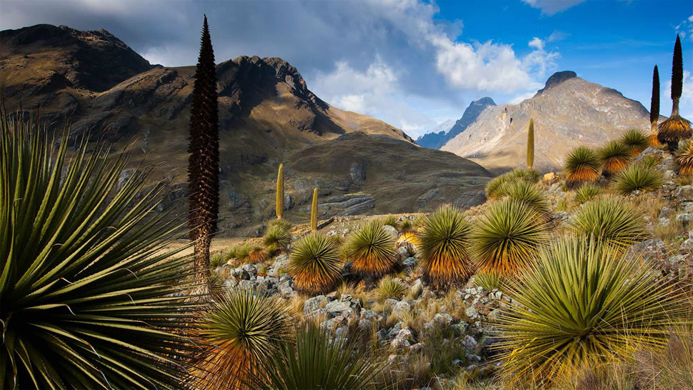 以布兰卡山脉为背景的安地斯皇后（莴氏普亚凤梨），秘鲁 (© Cyril Ruoso/Minden Pictures)