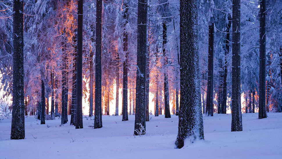 日落时分被雪覆盖的挪威云杉林，德国图林根 (© Frank Sommariva/ImageBROKER/Offset by Shutterstock)