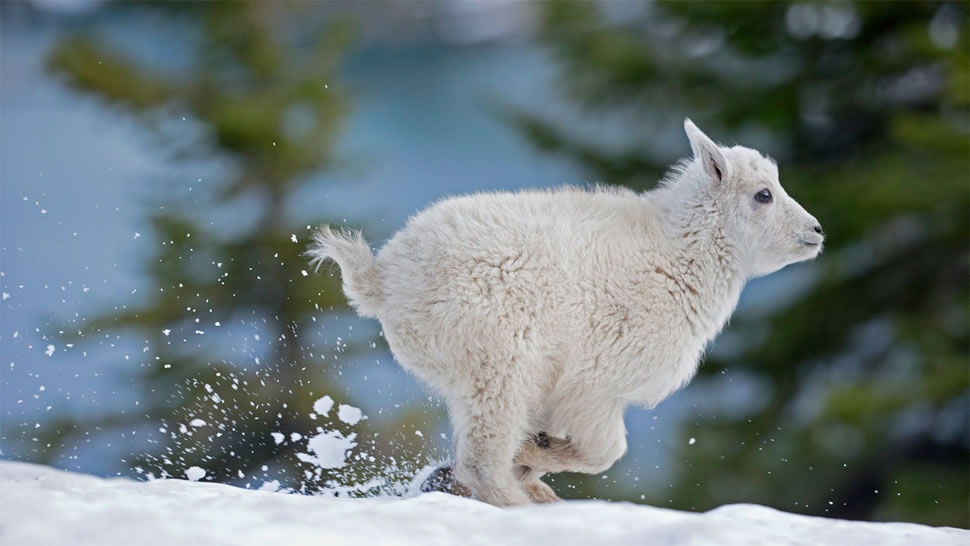 蒙大拿州西部的小雪羊 (© Donald M. Jones/Minden Pictures)