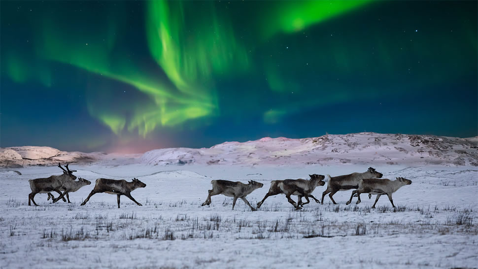 挪威苔原上的北极光和野生驯鹿 (© Anton Petrus/Getty Images)
